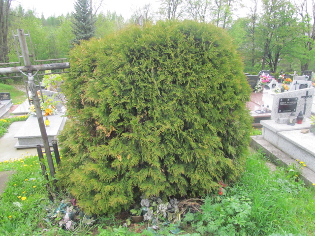 Jakub Kinelski Rymanów - Grobonet - Wyszukiwarka osób pochowanych